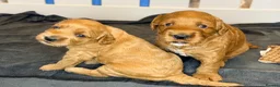 Double Doodle dogs for sale: Two Beautiful Double Doodle Puppies – Boy & Girl - Advert 4