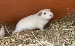 Guinea Pig rodents for sale: Beautiful mix of female Guineapigs  - Image 9
