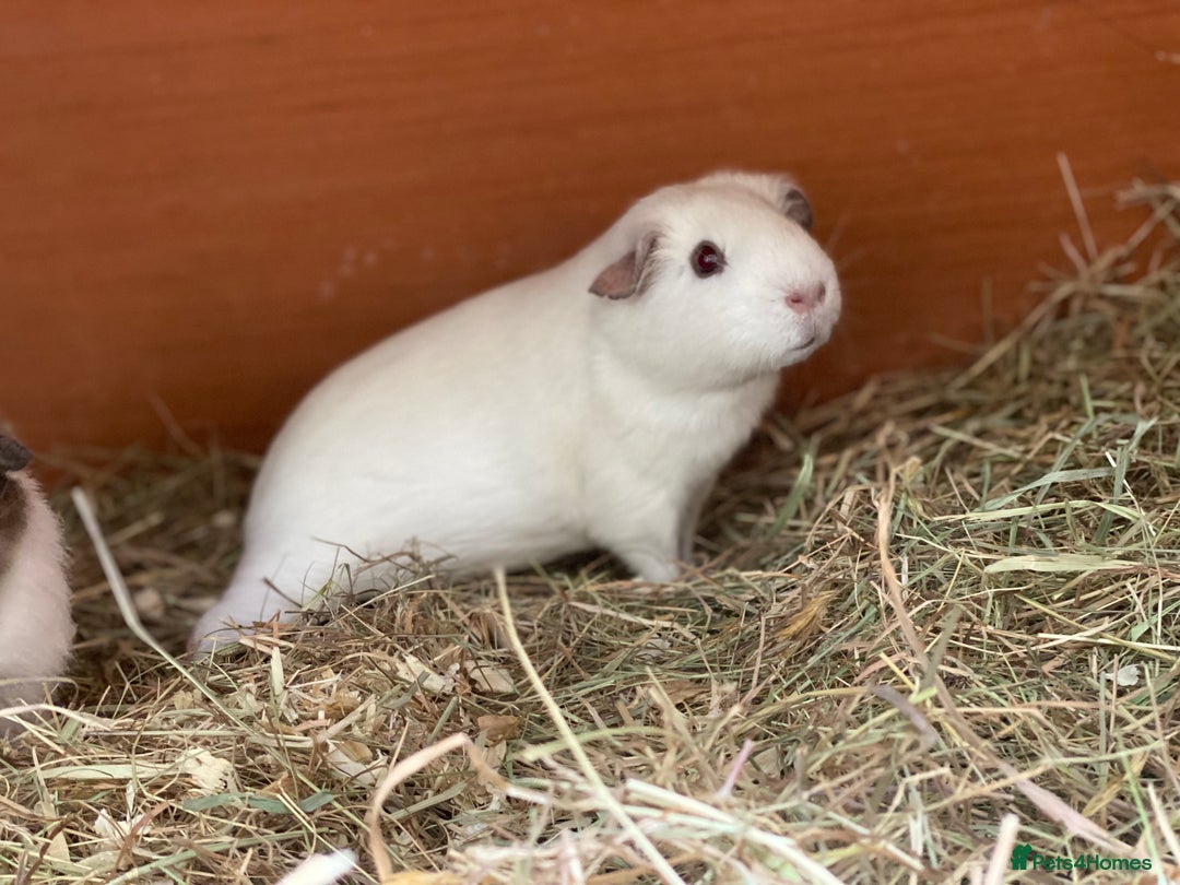 Guinea Pig rodents for sale: Beautiful mix of female Guineapigs  - Image 9