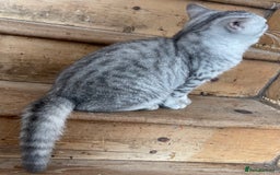 British Shorthair cats for sale: Silver tic & golden tic  - Image 9
