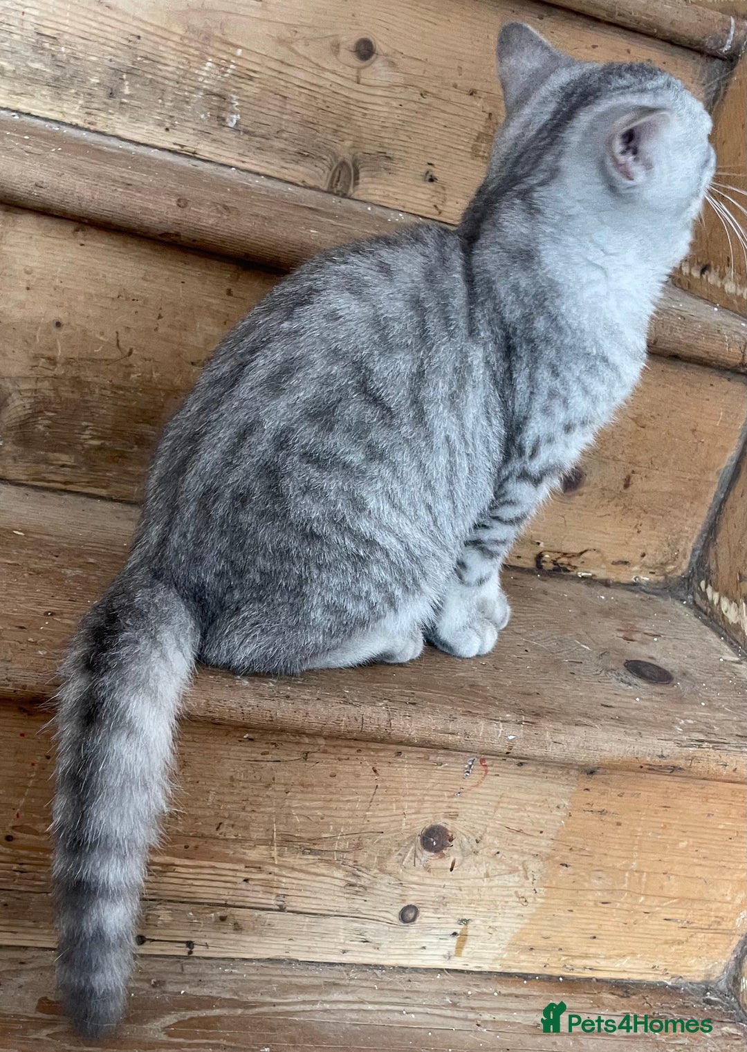 British Shorthair cats for sale: Silver tic & golden tic  - Image 9