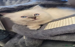 Ragdoll cats for sale: 🐾😺 3 Fluffy Ragdoll Kittens Waiting for You ♥♥♥ - Image 10