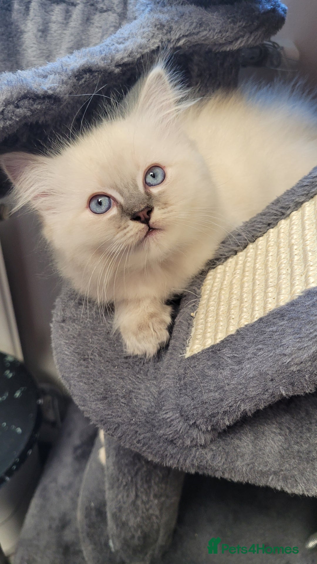 Ragdoll cats for sale: 🐾😺 3 Fluffy Ragdoll Kittens Waiting for You ♥♥♥ - Image 10