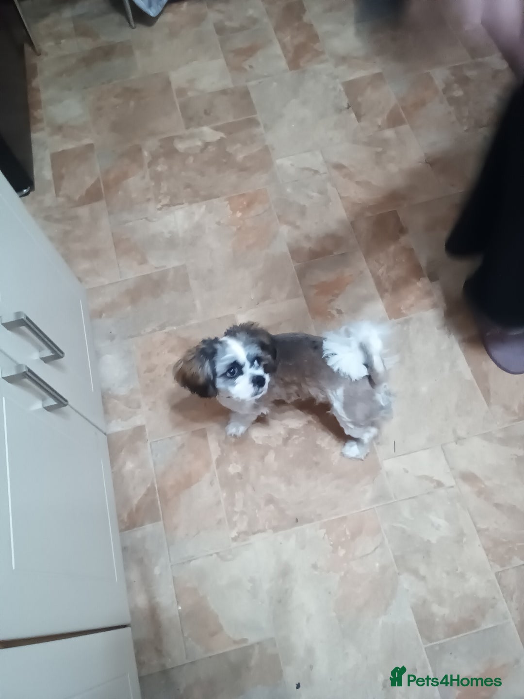 Shih Tzu dogs for sale: 11 month old male Shih Tzu - Advert 1