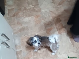 Shih Tzu dogs for sale: 11 month old male Shih Tzu - Advert 1