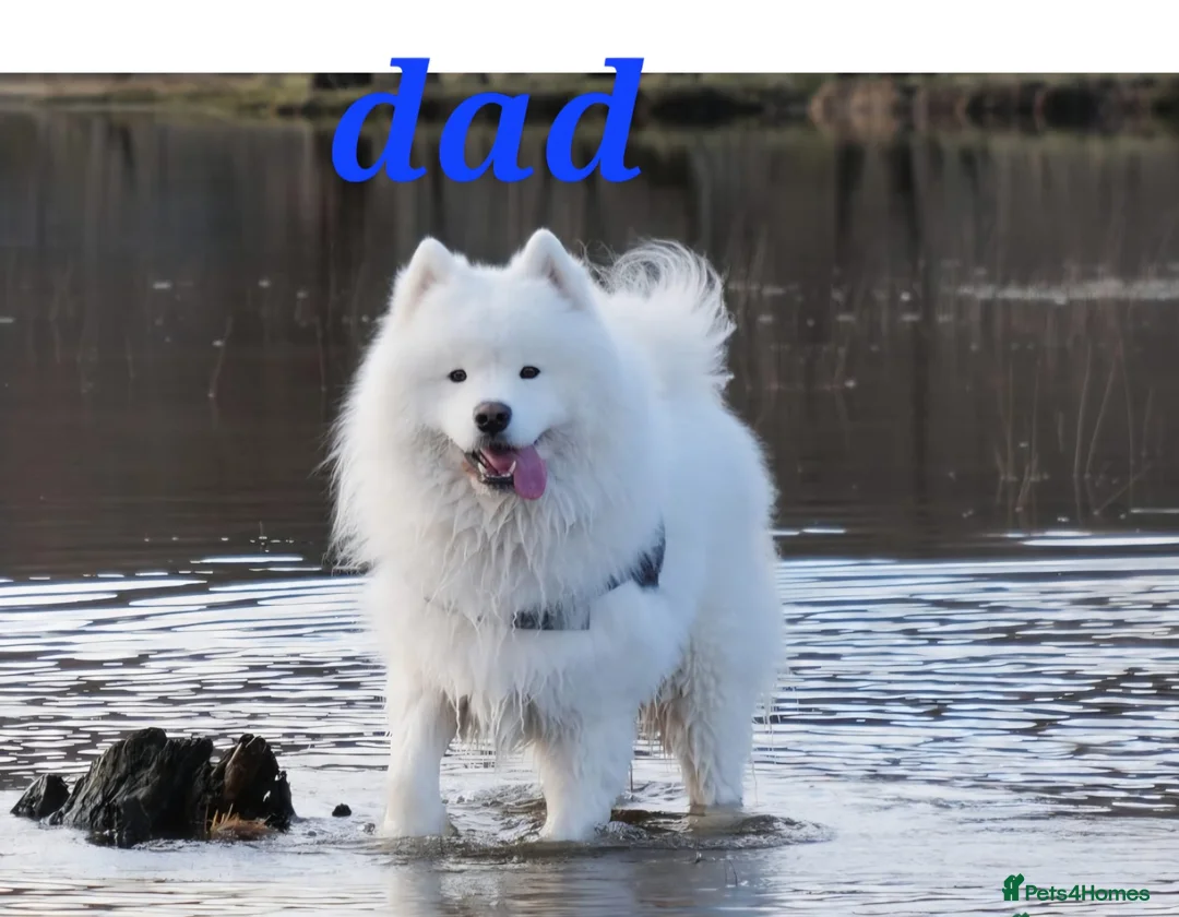 Samoyed dogs for sale: A beautiful little Samoyed girl for sale in Ashbourne - Advert 28
