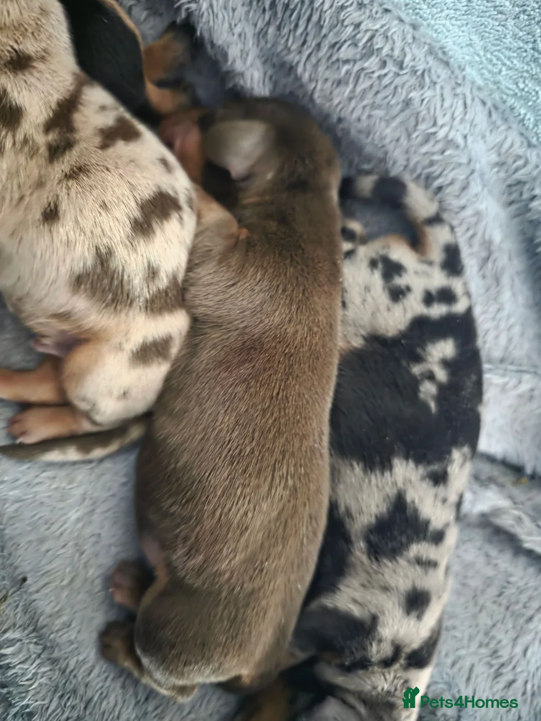 Miniature Dachshund dogs for sale: READY Monday! Miniature dachshunds  - Advert 33