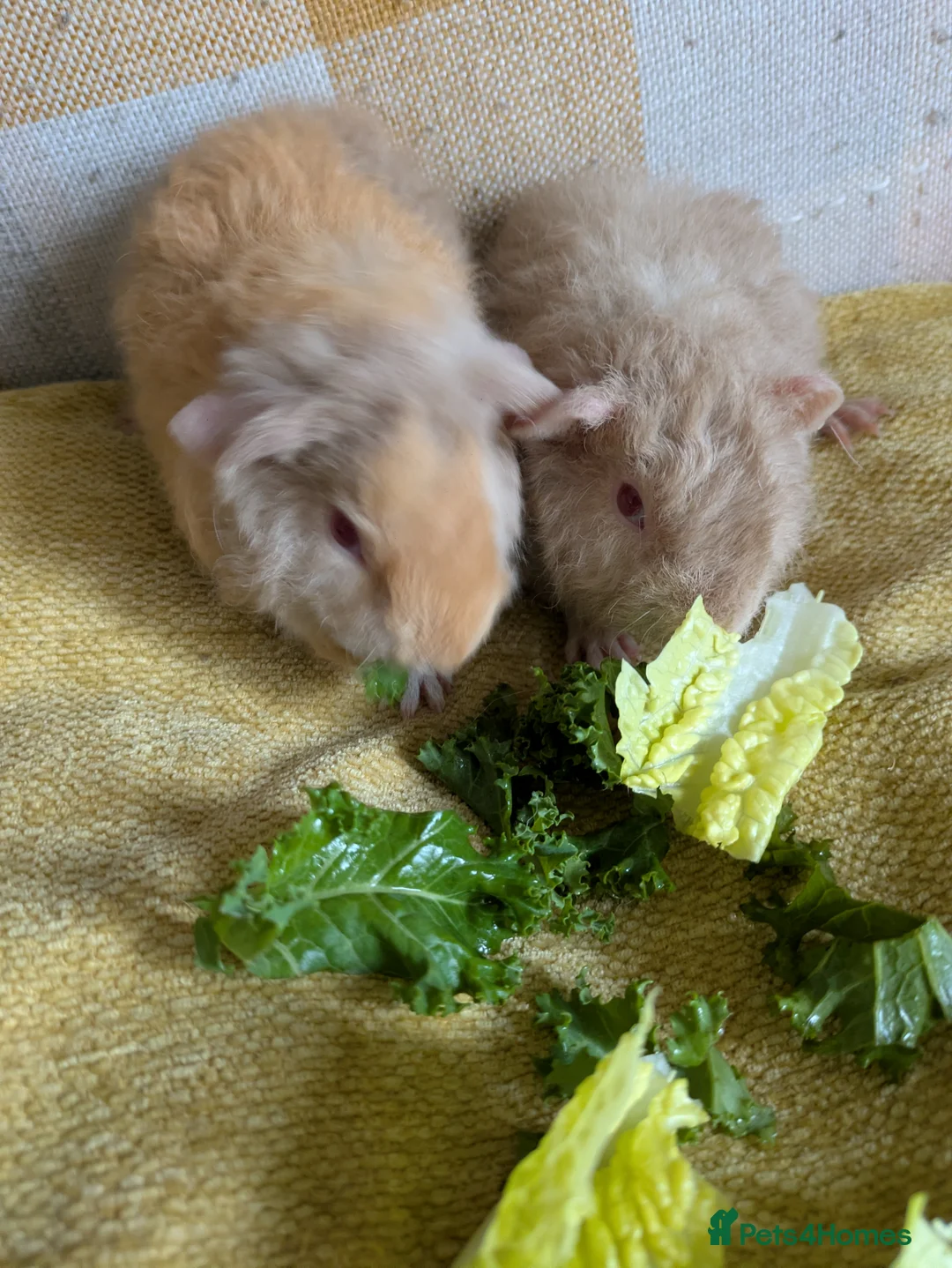 Guinea Pig rodents for sale: 2 beautiful baby teddie boars ready to reserve - Advert 4