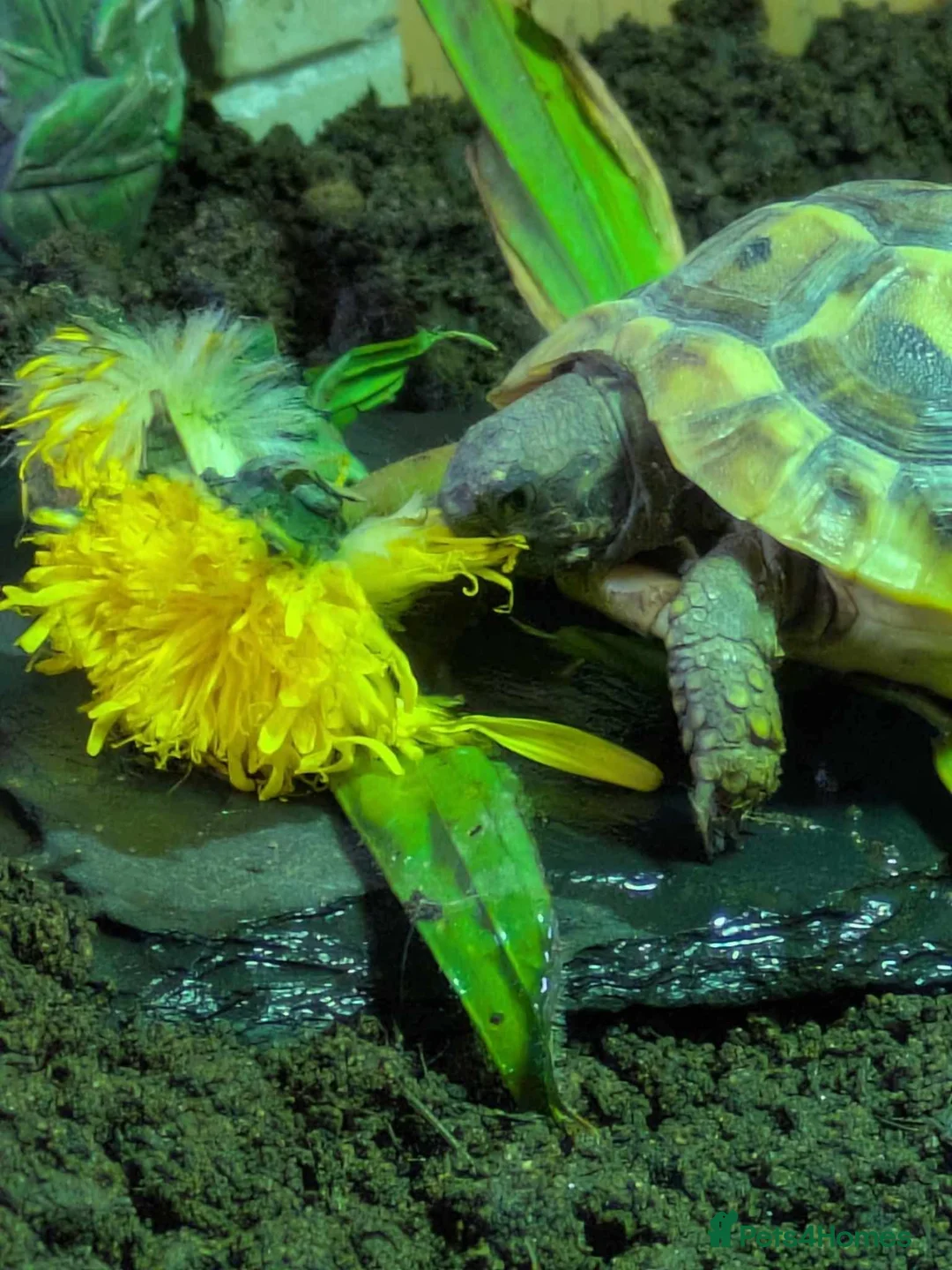 Hermann Tortoise reptiles for sale: Hatchling Hermann tortoises for sale - Advert 6