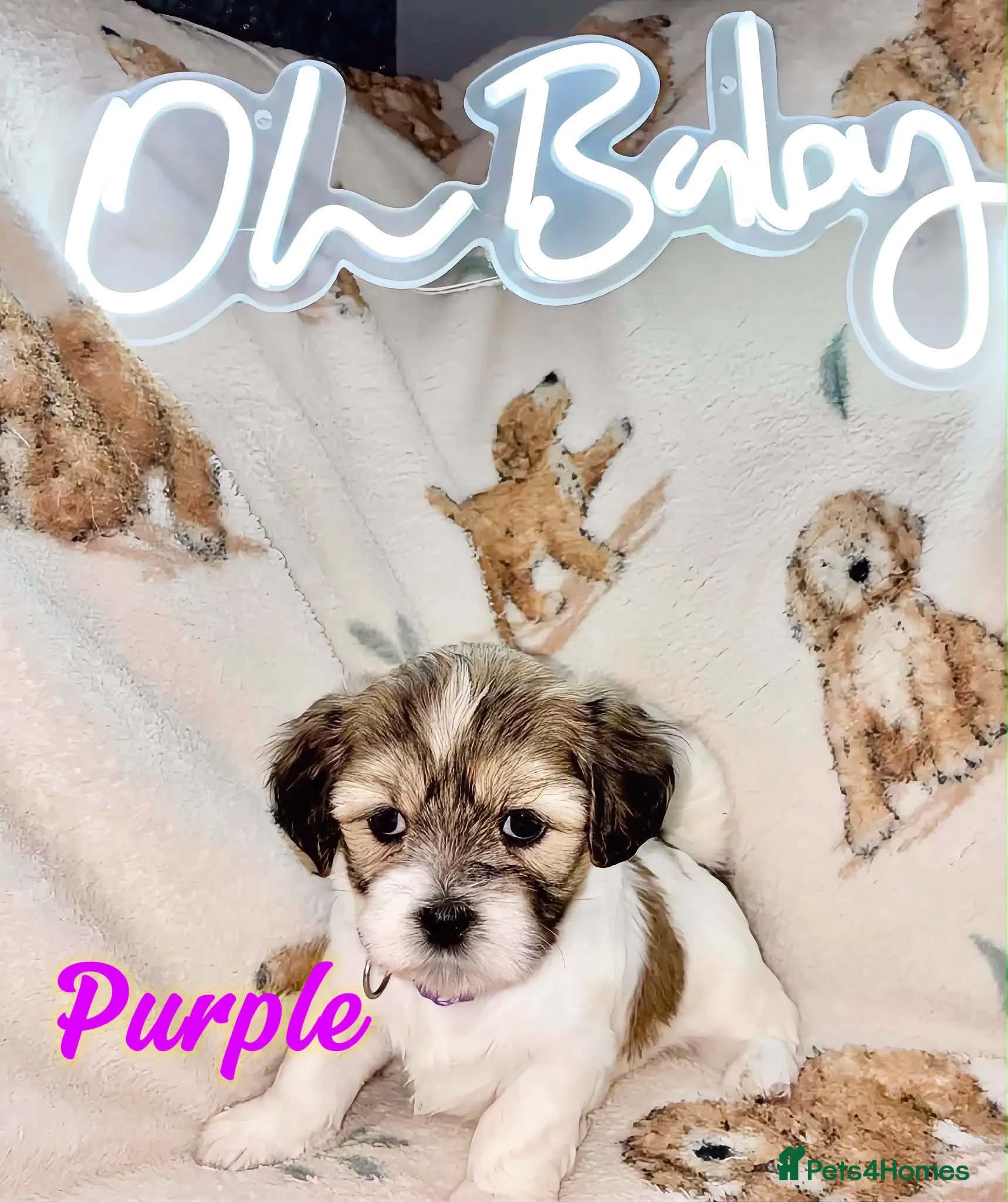 Mixed Breed dogs La chon  - Advert 2