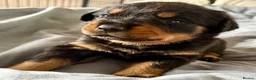 Rottweiler dogs for sale: 2 Gorgeous full pedigree Rottweiler puppies left  - Advert 11