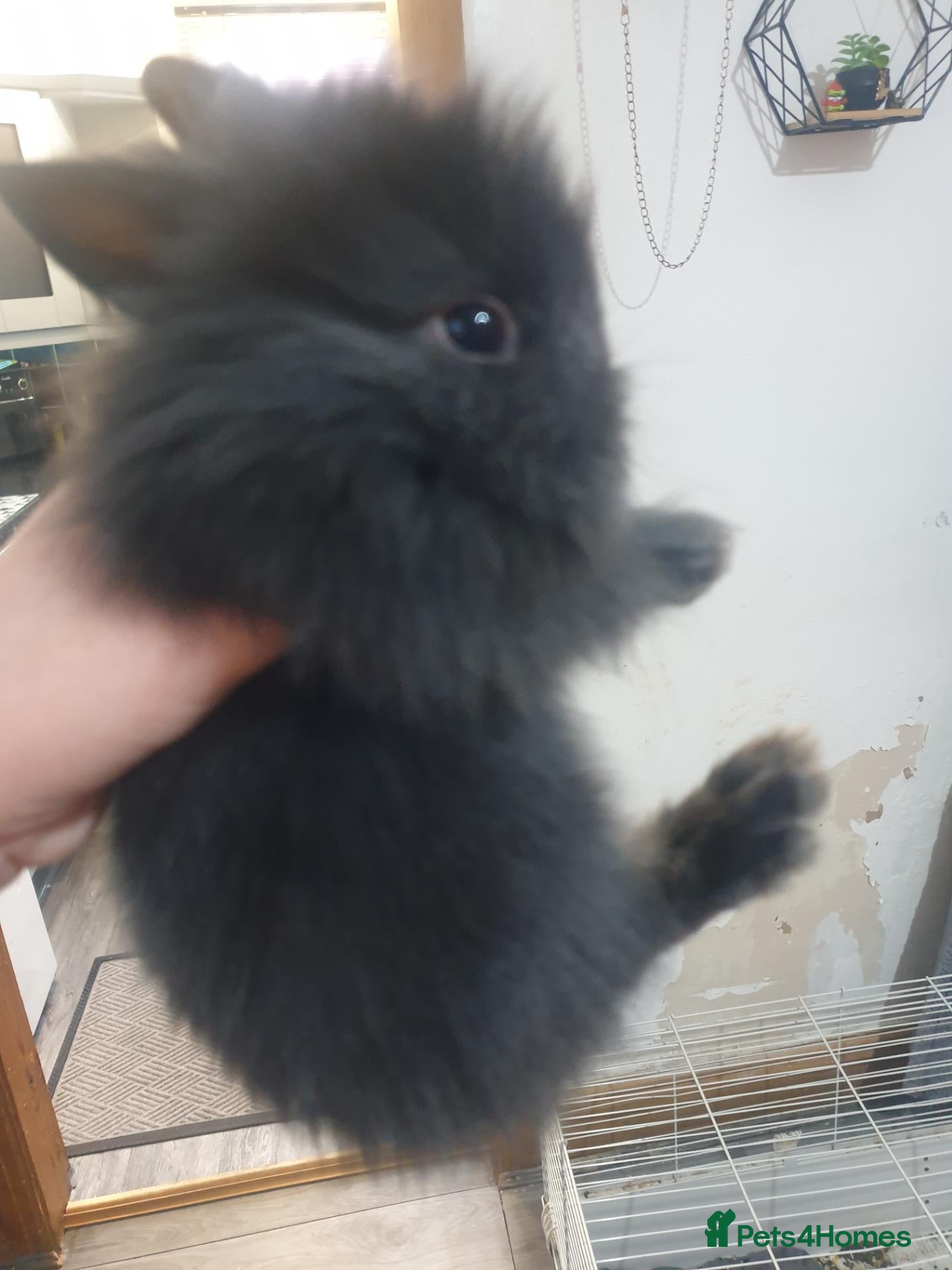 Lionhead rabbits Ready soon 5 baby lionheads rabbits - Advert 11