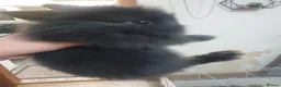 Lionhead rabbits for sale: 7 baby lionheads for sale - Advert 3