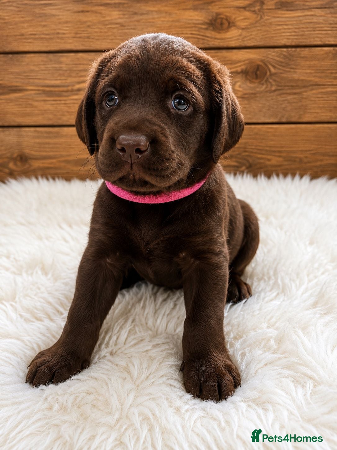 Labrador Retriever dogs Beautiful litter of labradors  - Advert 4