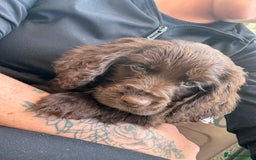 Cocker Spaniel dogs for sale: Cocker spaniel puppies 🐶 - Image 10