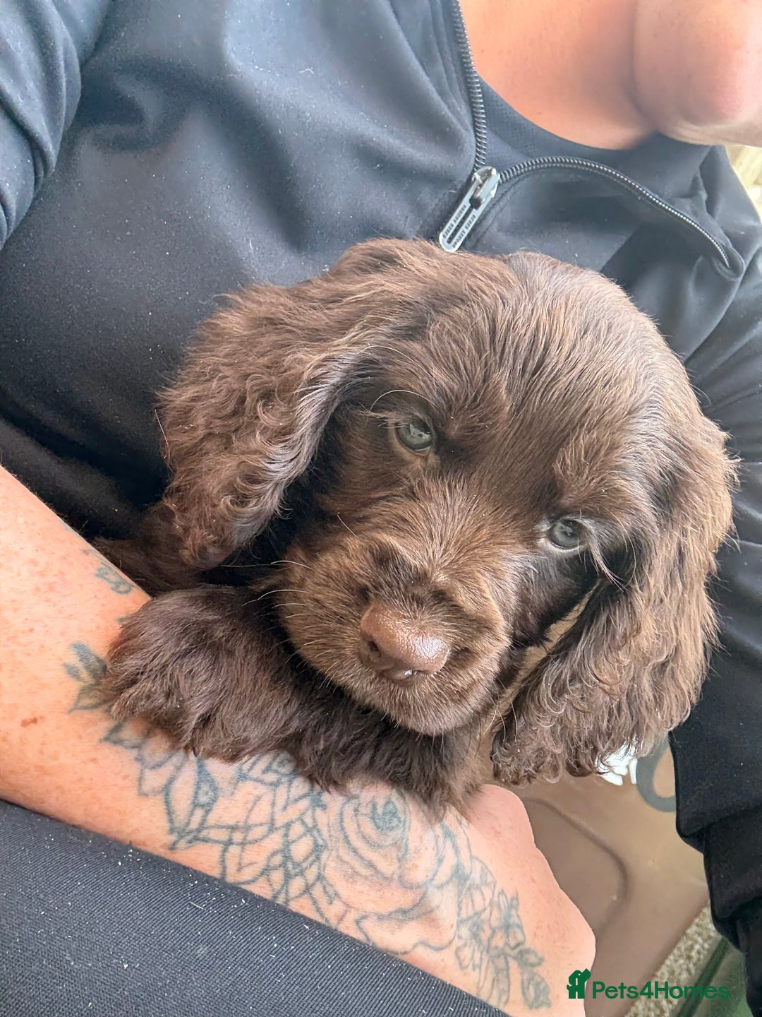 Cocker Spaniel dogs for sale: Cocker spaniel puppies 🐶 - Image 10
