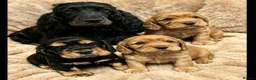 Cocker Spaniel dogs for sale: Male Show cockers - Advert 1