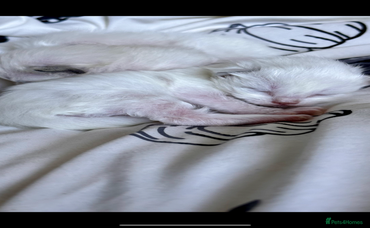 Ragdoll cats - Advert 1
