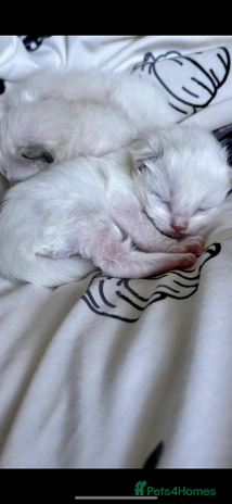 Ragdoll cats - Advert 1