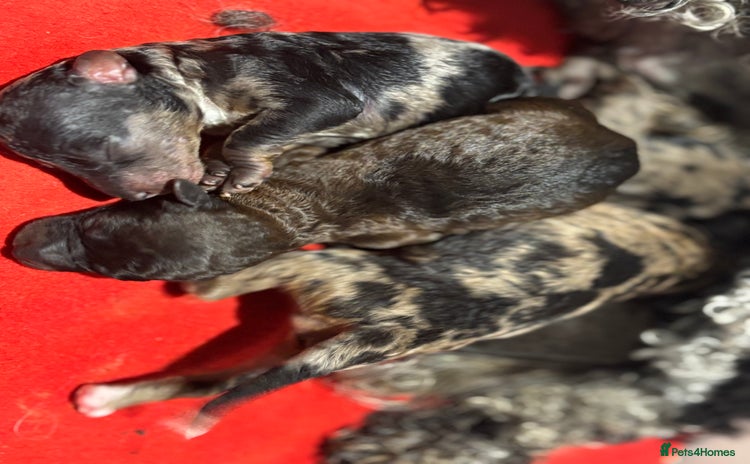 Miniature Poodle dogs Beautiful health tested miniature poodles  - Advert 16