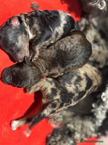 Miniature Poodle dogs Beautiful health tested miniature poodles - Advert 16