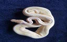 Python Snake reptiles for sale: Banana Pinstripe Ball Python + Enclosure - Image 2