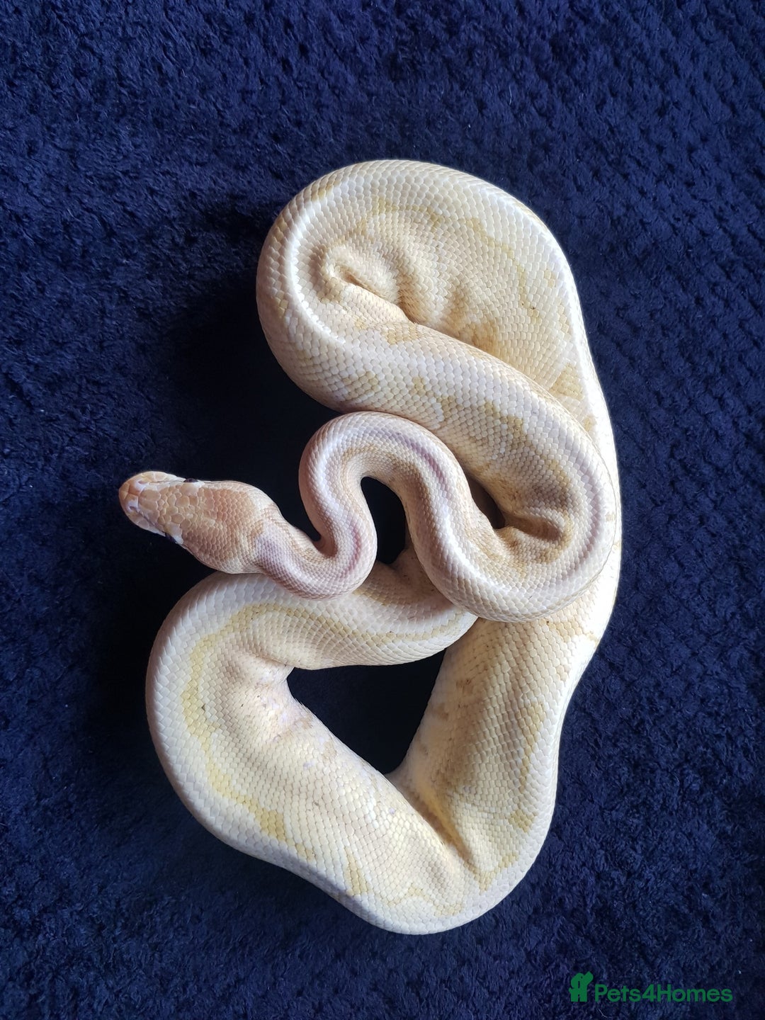 Python Snake reptiles for sale: Banana Pinstripe Ball Python + Enclosure - Image 2
