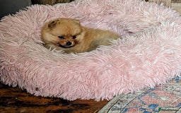 Pomeranian dogs for sale: ⭐⭐Gorgeous Pomeranian puppies⭐⭐ - Image 10