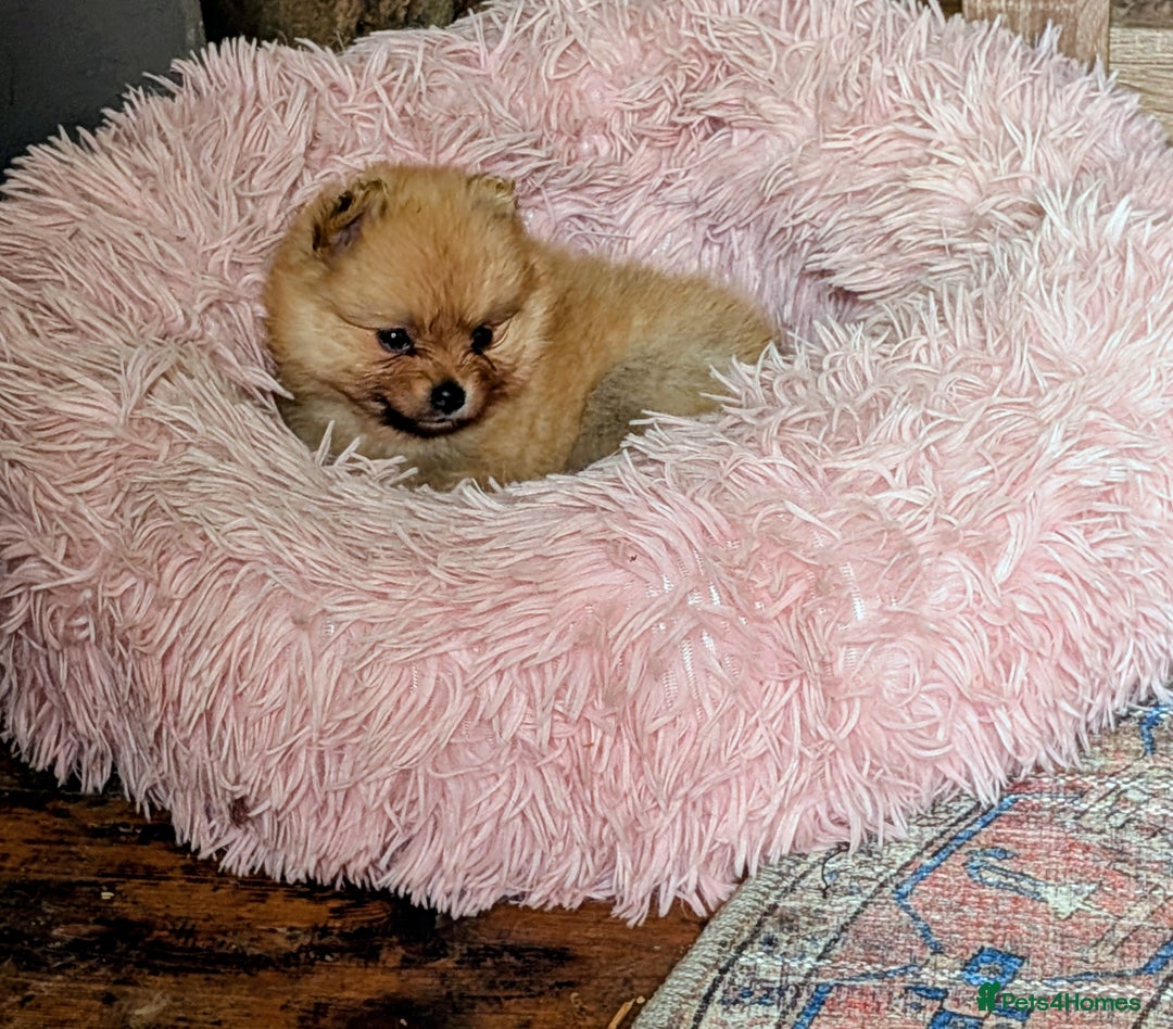Pomeranian dogs for sale: ⭐⭐Gorgeous Pomeranian puppies⭐⭐ - Image 10