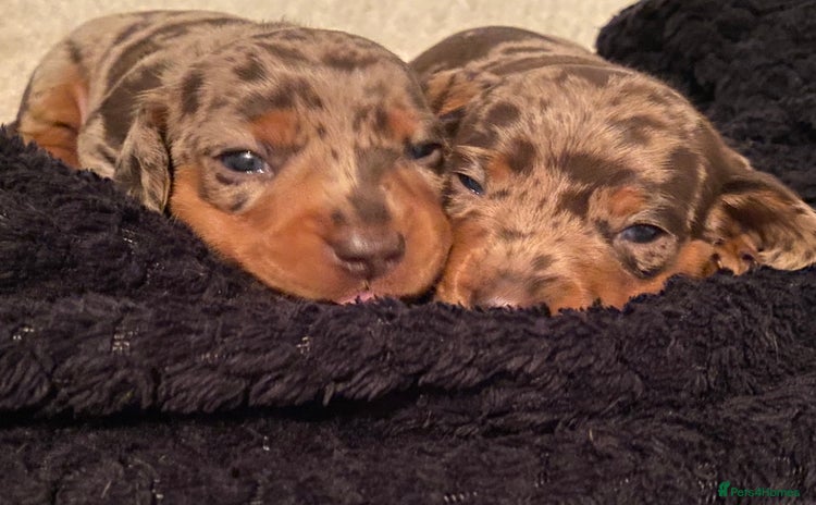 Miniature Dachshund dogs - Advert 13