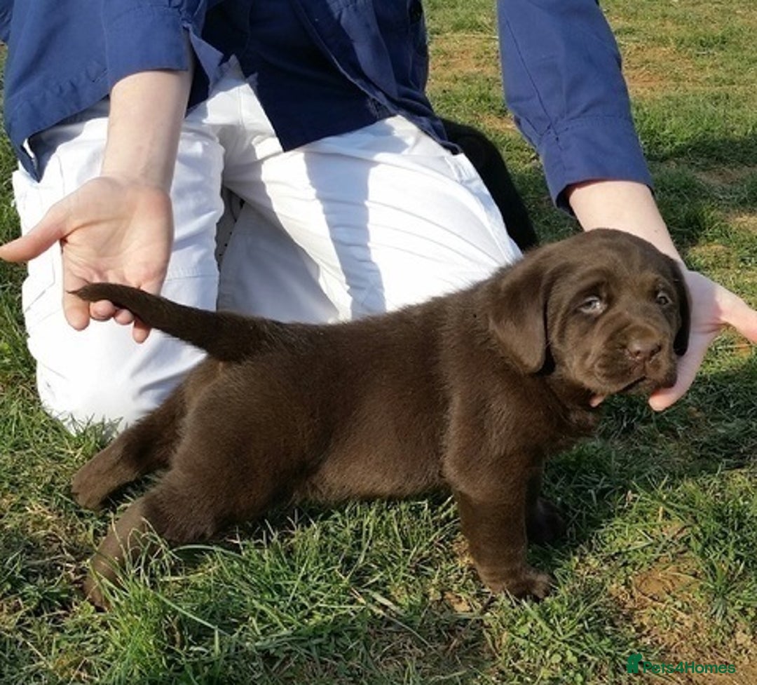 Labrador Retriever dogs for sale: hansome loving labrador retriever boy - Advert 7