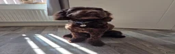 Cockapoo dogs for sale: Beautiful chocolate cockapoo pup - Advert 3