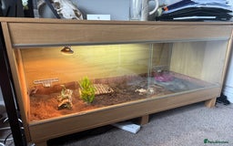 Hermann Tortoise reptiles for sale: Girl Hermann tortoise with full vivarium set up - Image 7