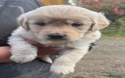 Golden Retriever dogs for sale: Beautiful Chunky Goldie’s  - Image 4