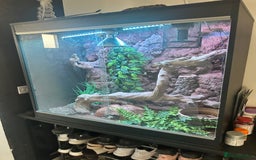 Python Snake reptiles for sale: Mojave royal python - Image 2