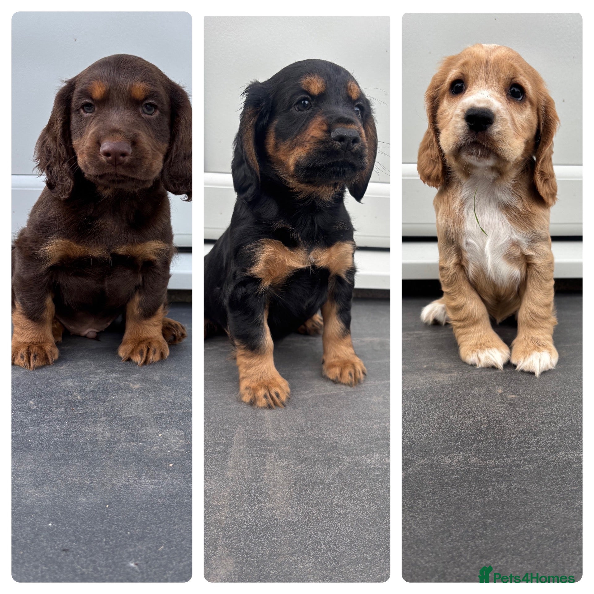 Cocker Spaniel dogs Stunning Litter Of Cocker Puppies for sale  - Advert 6