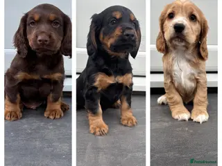 Cocker Spaniel dogs Stunning Litter Of Cocker Puppies for sale - Advert 6