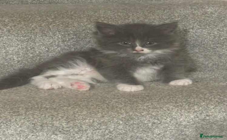 Maine Coon cats - Advert 2