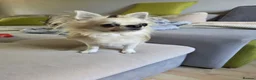 Chihuahua dogs for sale: Chihuahua puppies  - Advert 7