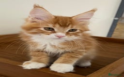 Maine Coon cats for sale: GCCF female pedigree Maine Coon kitten  - Image 3