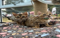 Bengal cats for sale: Gorgeous Pure Bengal Kittens Ready To Go! ❤️ - Image 4
