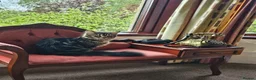 Maine Coon cats for sale: 2 maine coon girl kittens for sale in Paisley - Advert 6