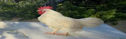 Mixed Breed poultry for sale: 3 beautiful Roosters raised by hand - Advert 5