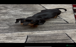 Dachshund dogs for sale: beautiful dachshunds puppies for sale  - Image 1