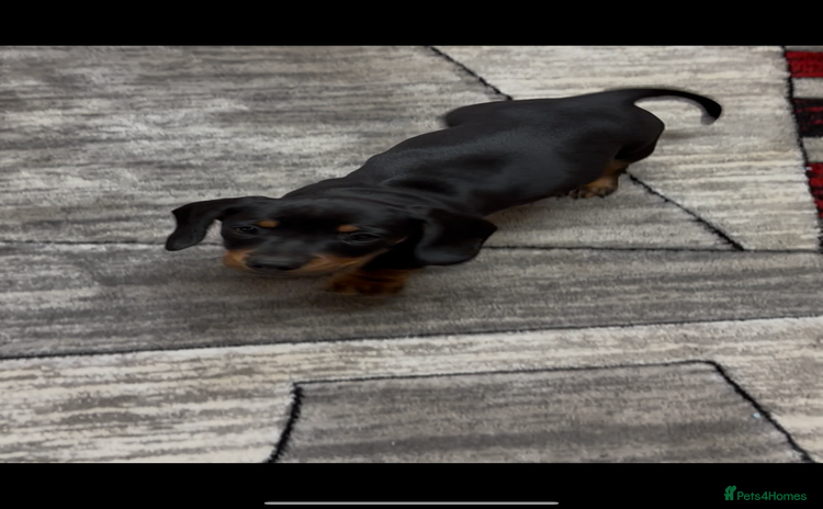 Dachshund dogs - Advert 3