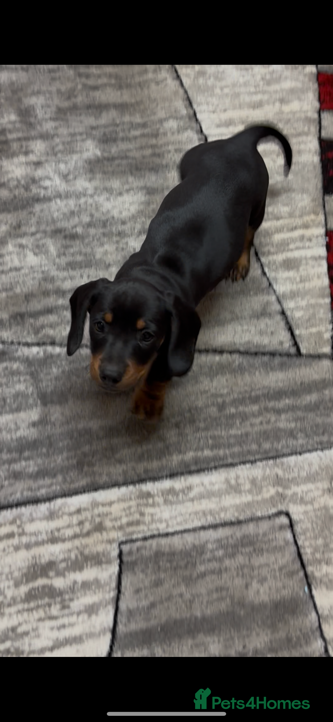 Dachshund dogs for sale: beautiful dachshunds puppies for sale  - Image 1