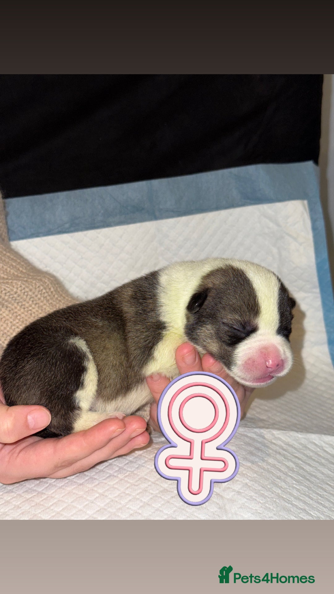 Mixed Breed dogs for sale: Pocket Bully & Siberian Husky Excellent Puppies - Advert 8