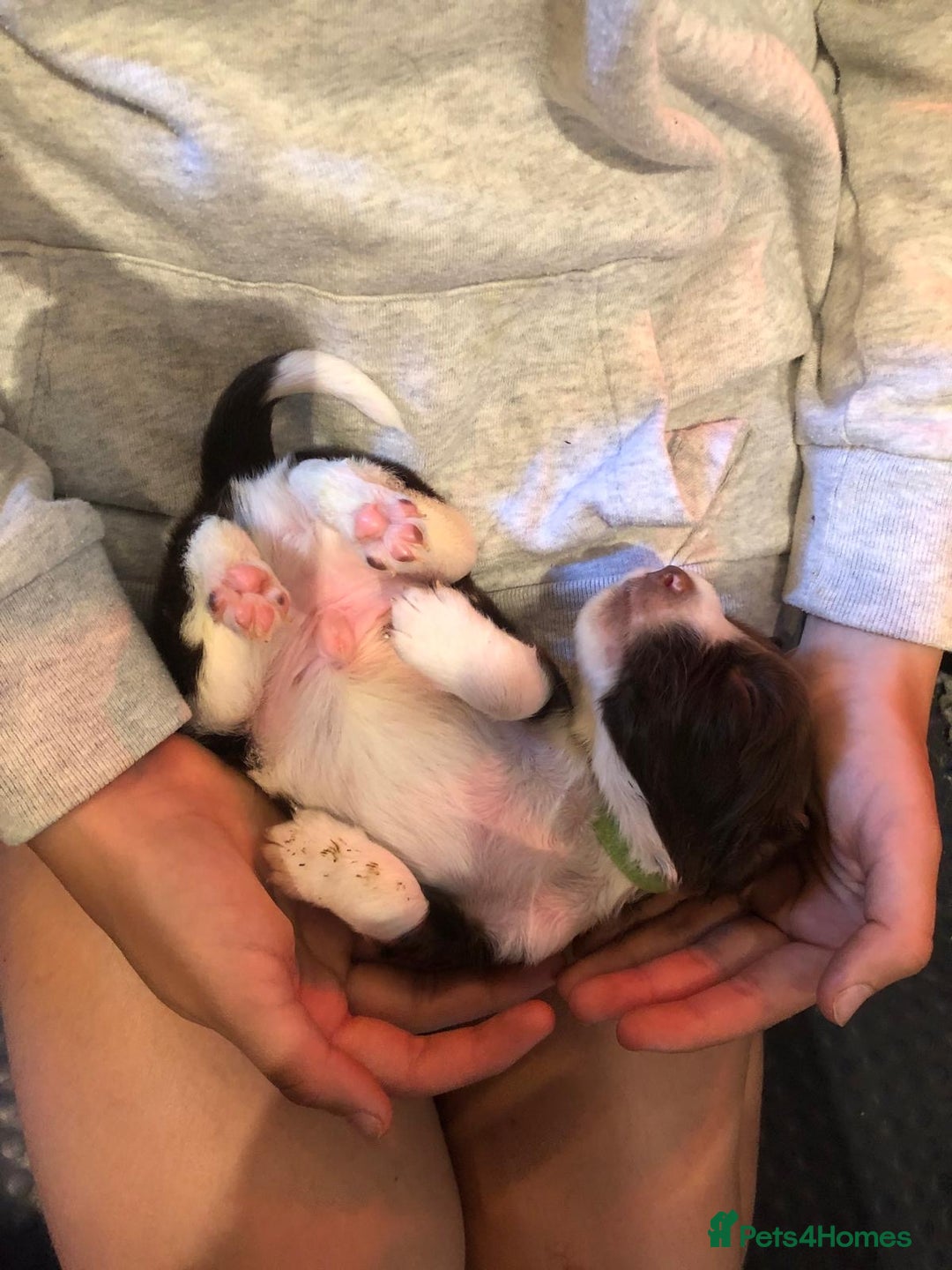 English Springer Spaniel dogs for sale: FIFTH generation! 7 litters, 36 pups, 32 families! - Image 6
