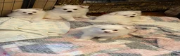Pomeranian dogs for sale: 1 boy left ready to go  - Advert 39
