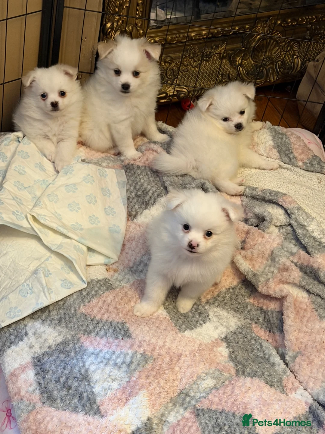 Pomeranian dogs for sale: 1 boy left ready to go  - Advert 39